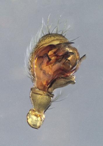 Tenuiphantes tenuis